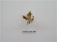 藏品(尺蠖蛾科)的圖片